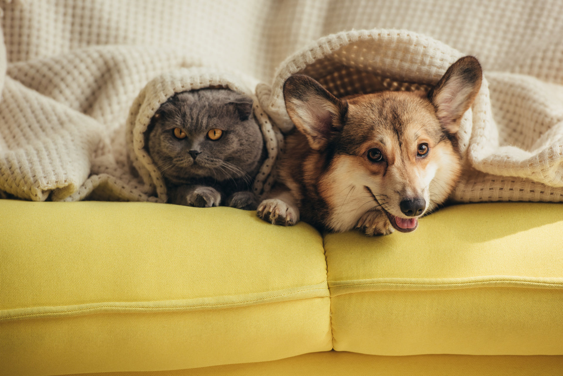 a dog and cat laying together under a blanket on a yellow sofa
